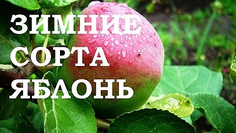 ПОЗДНИЕ СОРТА ЯБЛОНЬ
