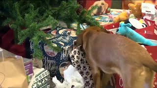 CASPCA ‘Giving Trees’ support pets during the holidays
