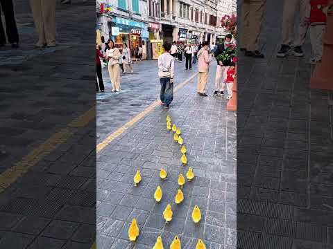 The story of the little chickens is unique.#dpscworld #facts #humanity #2025