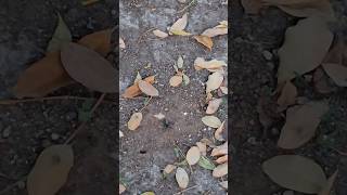 Is kide ka naam kya hai #shortsfeed #insects #kalichitiya #flyingants #chitiya #ants #mungi #mungla