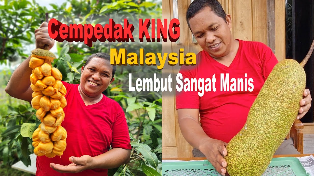 King cempedak Hidup Yang