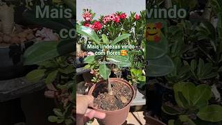 Que lindezas rosas do deserto primavera (bougainvillea dobrada)#jardim #artesanatos