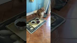 Мейн-кун 12,5 кг😻😁