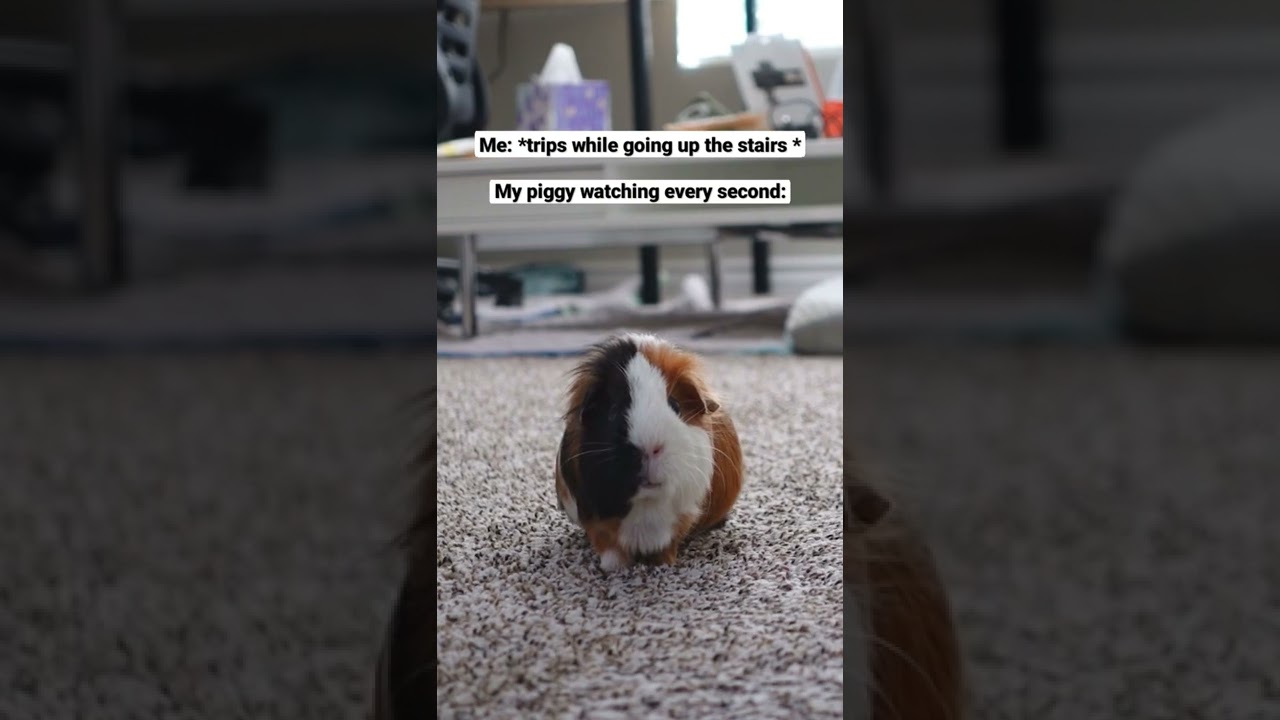 Does My Guinea Pig Care? YouTube