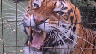 Still can't believe they tried to sell it to Me!