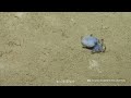 Azul y pequeño como una pelota de golf: así es el nuevo pulpo descubierto en las Galápagos | AFP