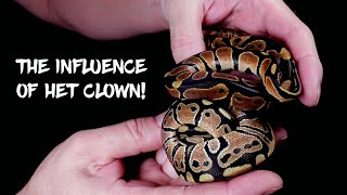 The Influence of Het Clown in Ball Python Hatchlings