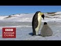 Робот-шпион в стае пингвинов - BBC Russian