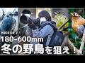 【超望遠】Nikon Z9 × Z180-600mmで野鳥撮影！奇跡の瞬間をPOV視点で完全補足【作例多数】