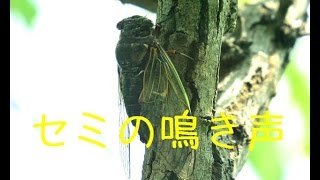 クマセミの鳴き声 Cry Of The Cicada Youtube クマセミの鳴き声 Cry Of The Cicada Youtube