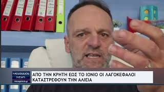 Από την Κρήτη έως το Ιόνιο οι λαγοκέφαλοι καταστρέφουν την αλιεία
