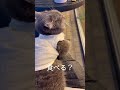 猫が反応する魔法の言葉がこちらです#shorts #マンチカン #猫