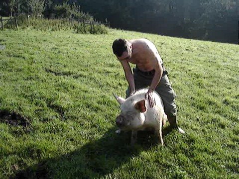 Castle Hill Dolphinholme pig rodeo - YouTube