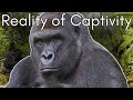 Harambes tragic tale the truth behind gorillas in zoos  cid dwyer