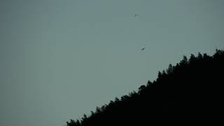 20181014  6:10鳳凰國小灰面鷲起鷹1