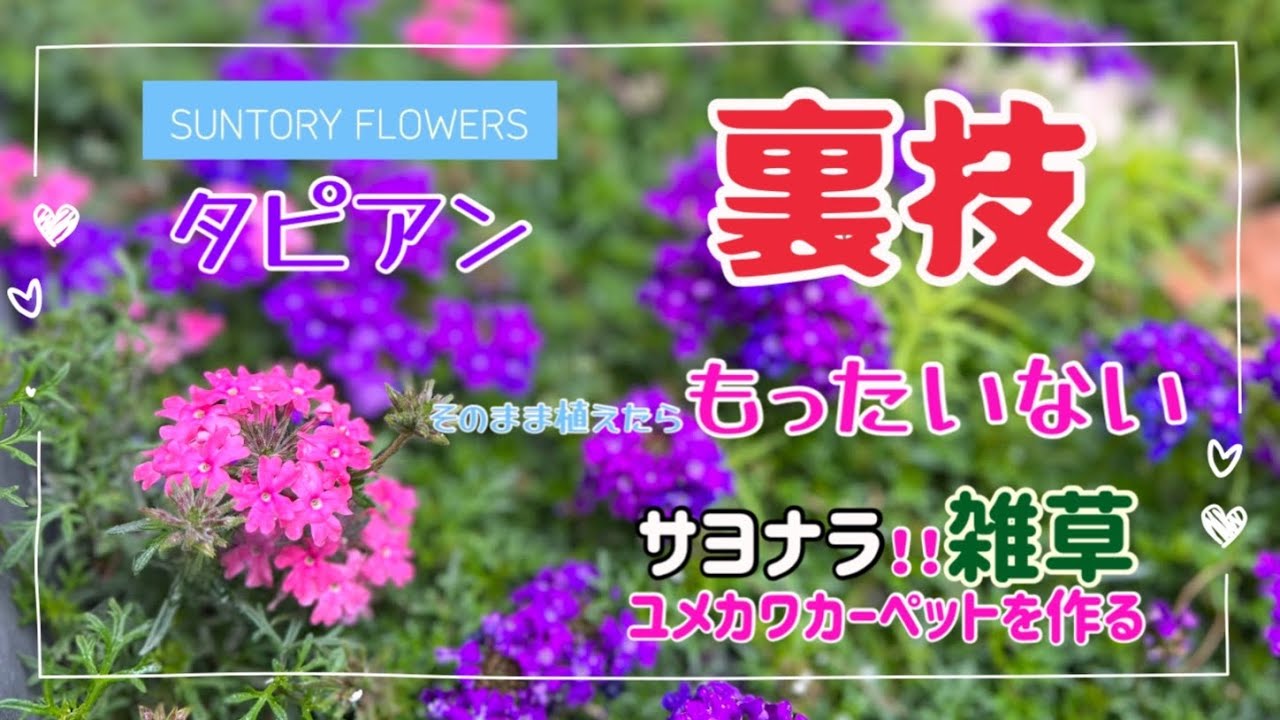 「タピアン」育てかた 裏技 そのまま植えるだけはもったいない 購入したらすぐやって見て