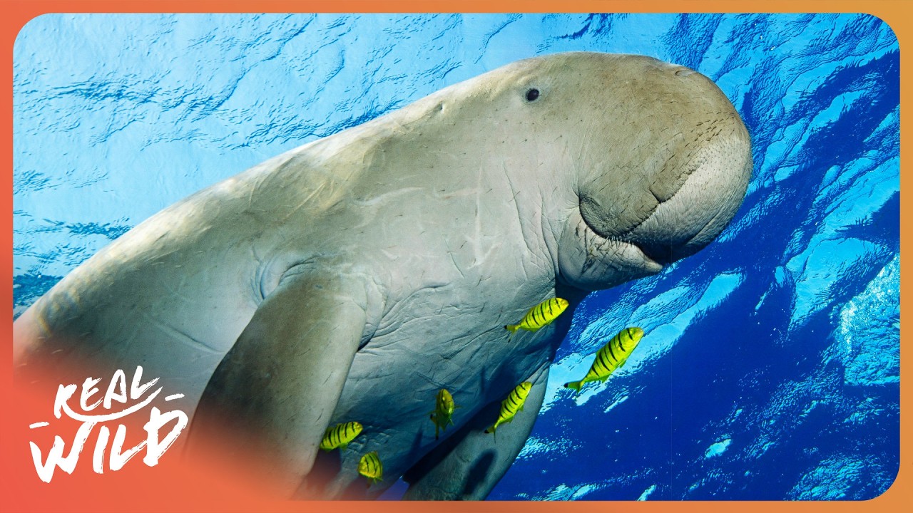 The Most Endangered Marine Mammal On Earth Is Running Out Of Time