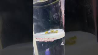 Shrimp Egg tumbler