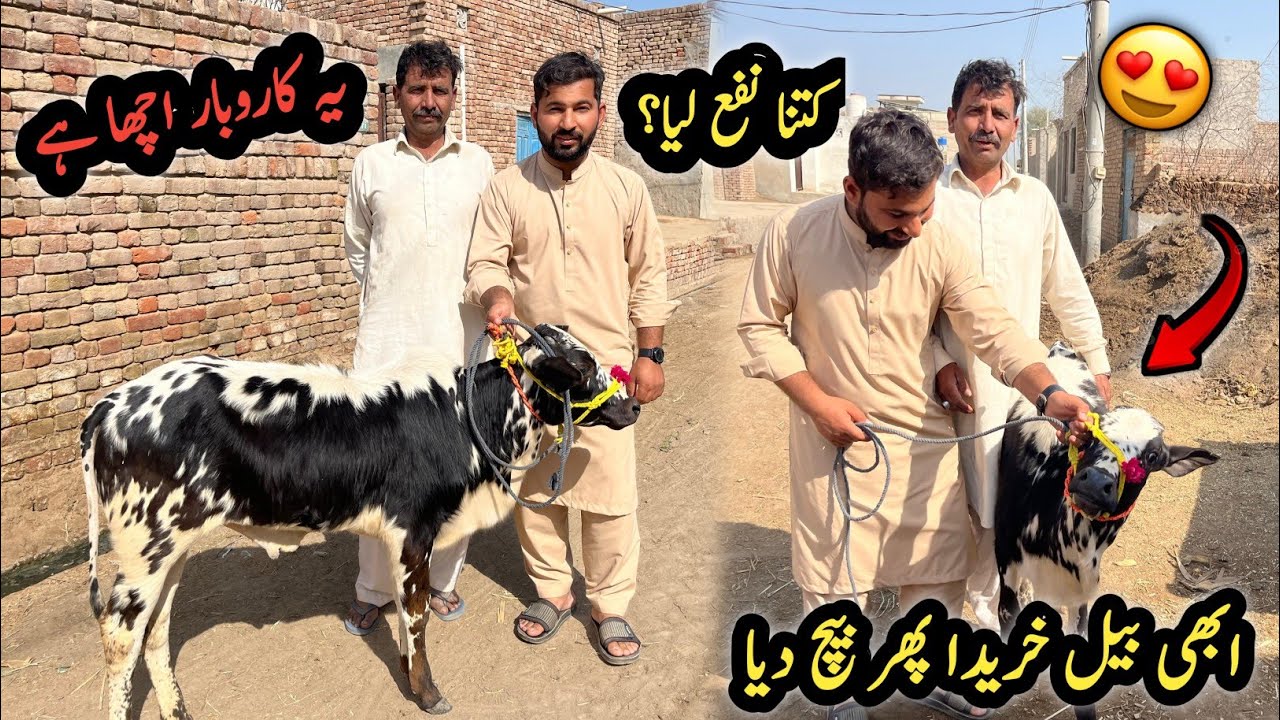 Abi Bail Khareda Or Abi Bech Diya 😀 Village Life Vlog | Shazyy Vlog 