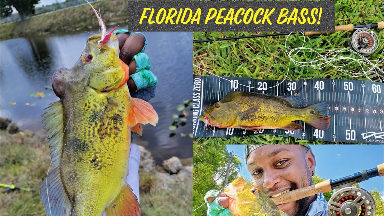 Florida Canal Fly Fishing for PEACOCK BASS!! YouTube
