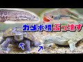 イシガメ&スッポン水槽をぶっ壊して…（飼い主と亀の関係性）