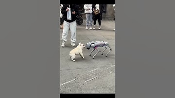 RealDog vs RoboDog, notAi #ai #futuretech #robotic #creative #short #shorts