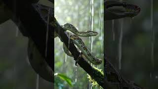 A realistic green tree python coils tightly around a moss-covered branch in a misty rainforest.