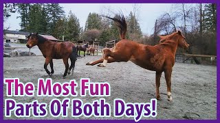 Two Days Of Super Fun Horseplay In One Video