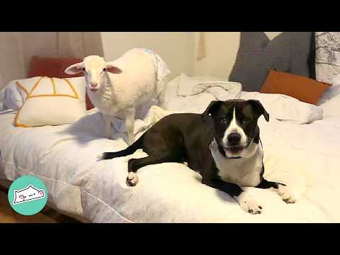 Pittie Babysits A Tiny Lamb To Get Wooly Cuddles | Cuddle Buddies