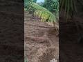 அவகோடா #நிலக்கடலை  #shortsfeed #agriculture #viralshort #farming #தற்சார்பு #organic #natural #gardn
