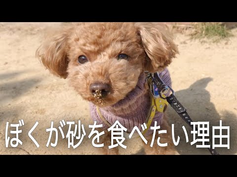 犬が土を食べる3つの理由と危険な対処法