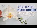 How To Make A Gumpaste Moth Orchid (Phalaenopsis) With Buds | EASY TO FOLLOW | Sugar Flowers