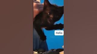 English speaking cats #funny #funnycats #funnyanimals
