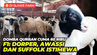 Harga Domba Dorper, Suffolk, dan Awassi F1 Di Slawe Farm