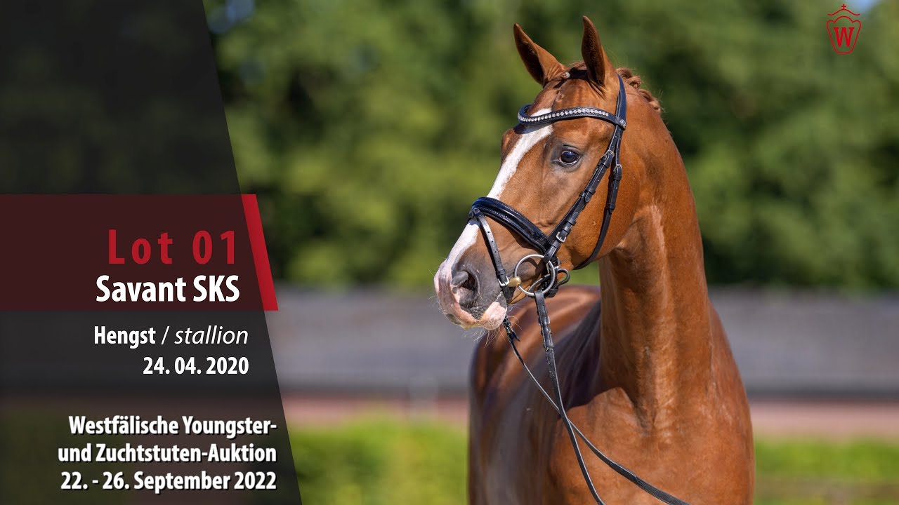 Ventes du studbook Westphalien : 71.500€ pour un étalon de 2 ans par Secret