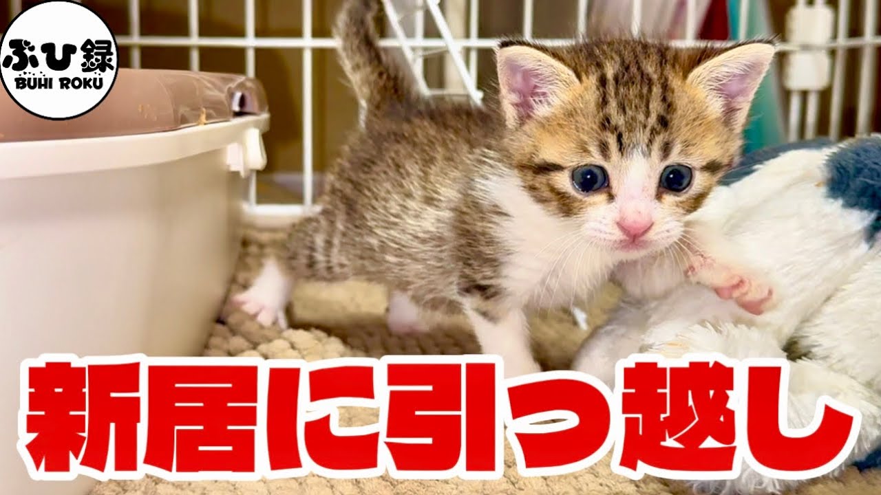 Day 7 of Rescue] Moved from a cardboard box room to a 3-story cage