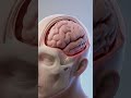 Why Dehydration Causes Headaches – Brain Explained in 3D Animation
