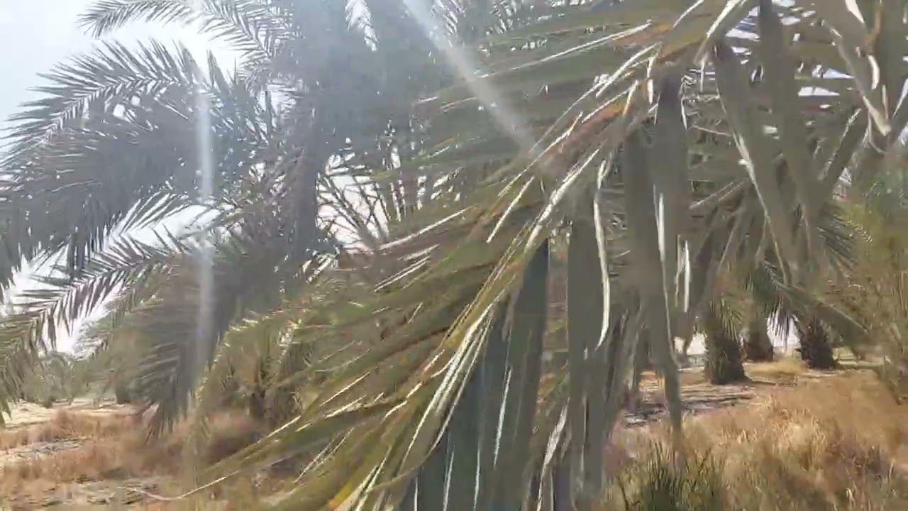  رمضان كريم عليكم 💫💯✅مزرعه 10 فدان بعقد نهائي مملكه من الدوله للتواصل فون واتس 01210412980