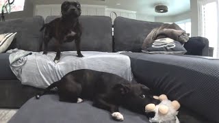 Staffy Playtime Gone Wild One Has No Chill