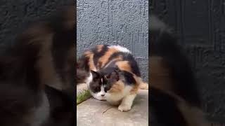 Calico Persian cat