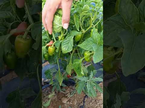 Vídeo: Dolmalik Chili Pepper Info - Cultivo de plantas de pimenta Dolmalik Biber