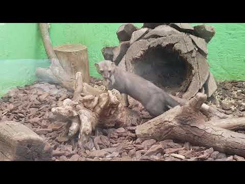 Two males of stone marten