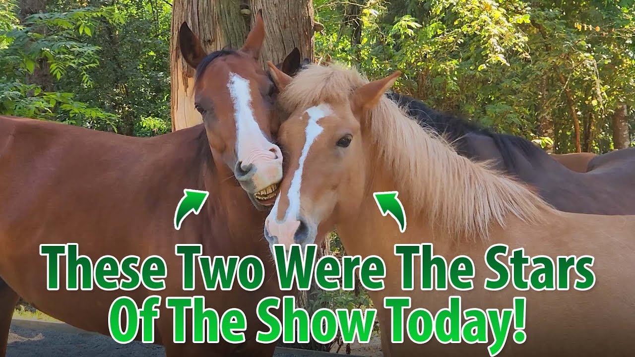 These Horses Taught Me Something New Today YouTube these-horses-taught-me-something-new-today-youtube
