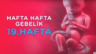 Hamilelikte 19. Hafta - Hafta Hafta Gebelik | İlk Adımlarım screenshot 2