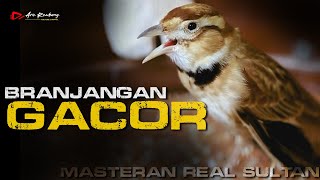 MASTERAN BRANJANGAN SUPER GACOR NGEROL NEMBAK MASTERANNYA PARA SULTAN