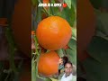 Japan ki 4 apple 🍎 🍏 #radhekrishnakridhe #radhekrishnabhaktisangam #ga #yashomatimaiyasebolenandl j