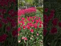 Almaty city tour. Весна в любимом городе Алматы. Kazakhstan. #spring #almaty #citytour