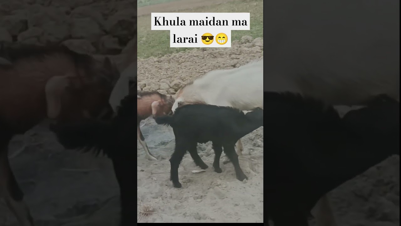 khula maidan  ma larai khashe ko larai😁😎