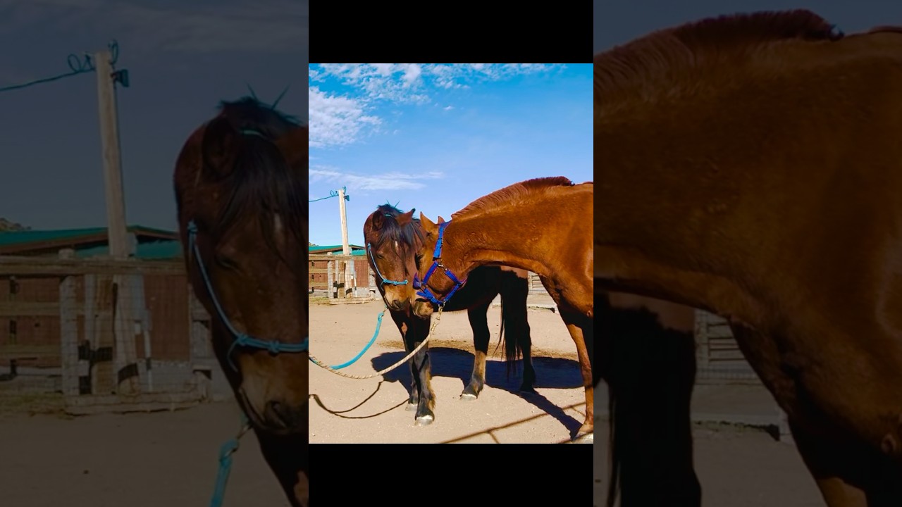 Happy 10th Birthday Mr Phoenix/Finn ❤️ 