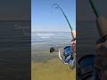 Florida flats fishing! #shorts #fishing #fish #fishingvideo #sanibelislandfishing #fishinglife
